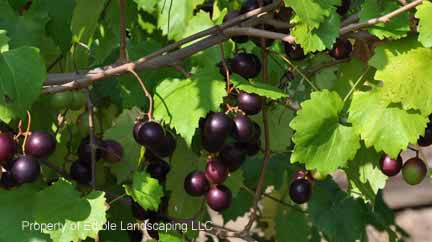 Grape Isons fruit